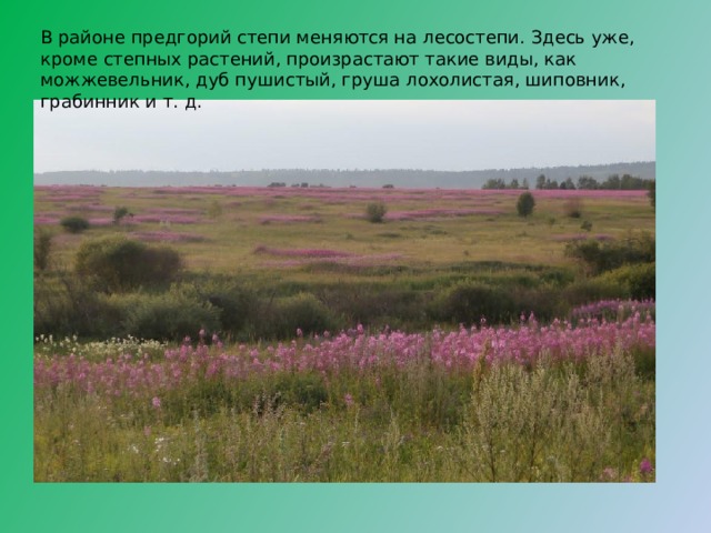 В районе предгорий степи меняются на лесостепи. Здесь уже, кроме степных растений, произрастают такие виды, как можжевельник, дуб пушистый, груша лохолистая, шиповник, грабинник и т. д. 