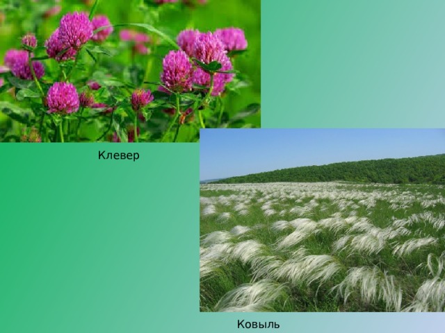 Клевер Ковыль 