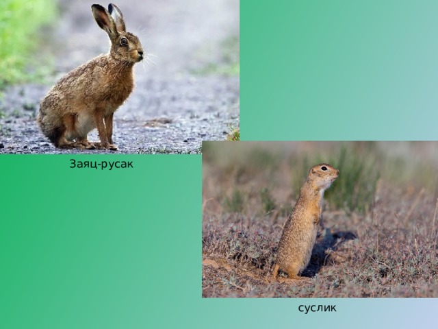 Заяц-русак суслик 