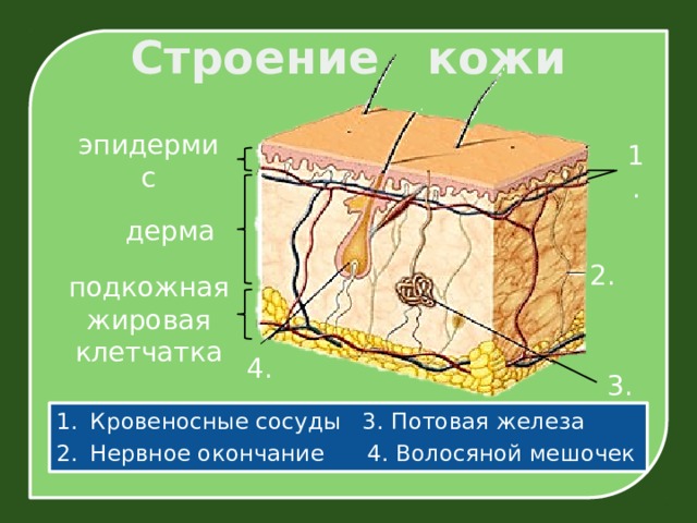 Строение кожи эпидермис 1. дерма 2. подкожная жировая клетчатка 4. 3. Кровеносные сосуды 3. Потовая железа Нервное окончание 4. Волосяной мешочек 