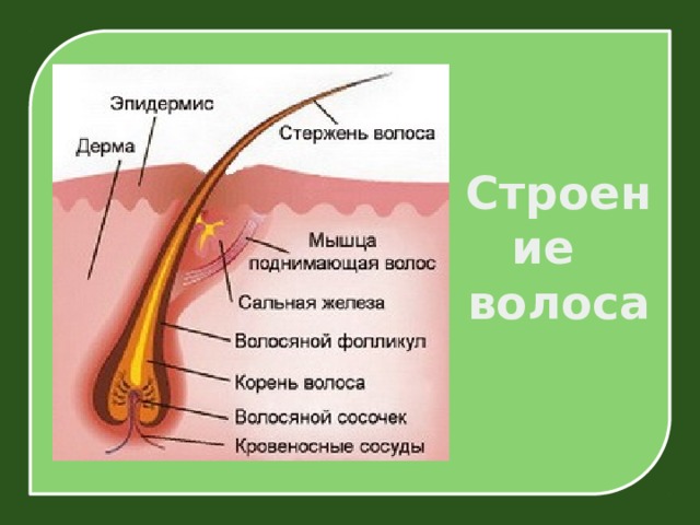 Строение волоса 