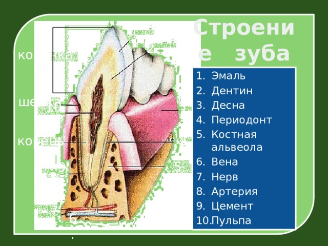 Строение зуба 1. 2. коронка Эмаль Дентин Десна Периодонт Костная альвеола Вена Нерв Артерия Цемент Пульпа шейка 3. 10. 4. корень 5. 9. 8. 7. 6. 