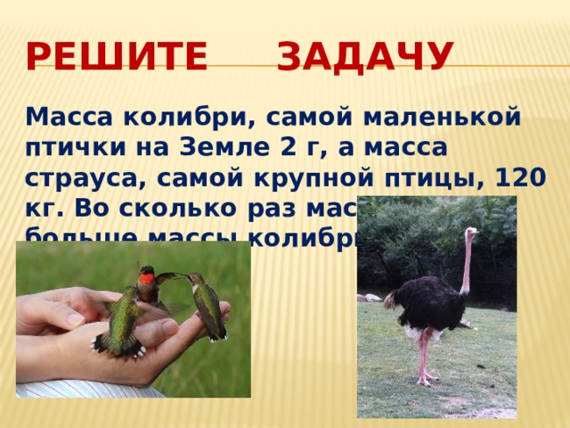 Решите задачу Масса колибри, самой маленькой птички на Земле 2 г, а масса страуса, самой крупной птицы, 120 кг. Во сколько раз масса страуса больше массы колибри? 