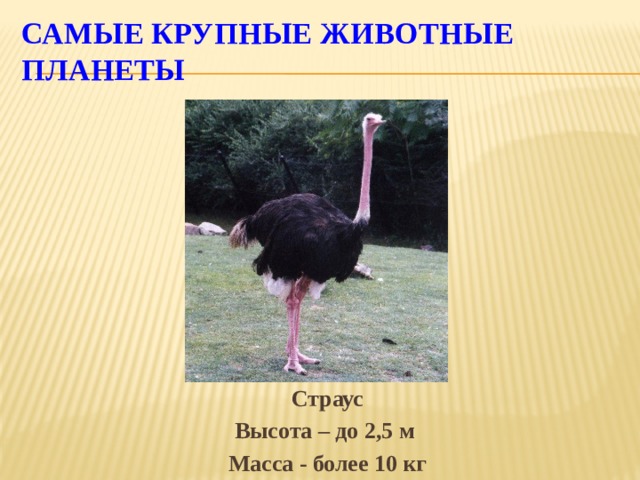 Самые крупные животные планеты Страус Высота – до 2,5 м Масса - более 10 кг  