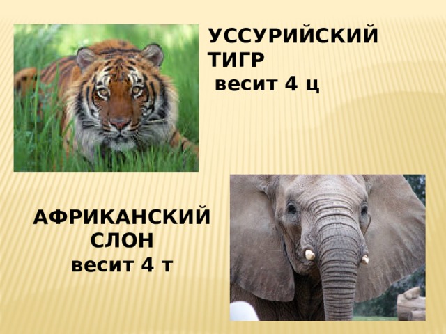 УССУРИЙСКИЙ ТИГР  весит 4 ц  АФРИКАНСКИЙ СЛОН весит 4 т 