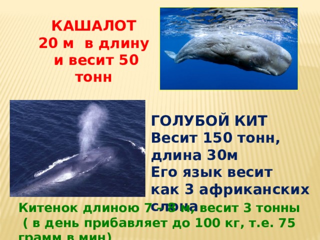 КАШАЛОТ 20 м в длину  и весит 50 тонн ГОЛУБОЙ КИТ Весит 150 тонн, длина 30м Его язык весит как 3 африканских слона Китенок длиною 7 – 8 м, весит 3 тонны  ( в день прибавляет до 100 кг, т.е. 75 грамм в мин) 
