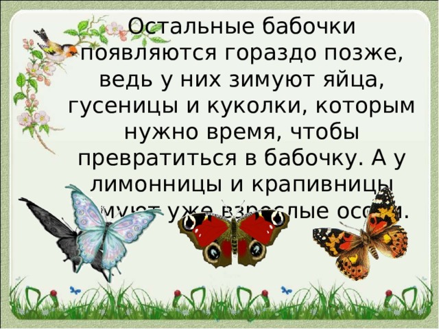 Остальные бабочки появляются гораздо позже, ведь у них зимуют яйца, гусеницы и куколки, которым нужно время, чтобы превратиться в бабочку. А у лимонницы и крапивницы зимуют уже взрослые особи. 