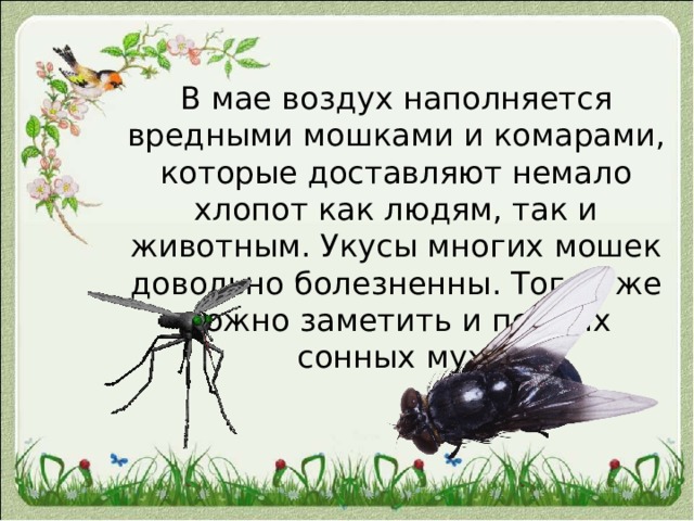 В мае воздух наполняется вредными мошками и комарами, которые доставляют немало хлопот как людям, так и животным. Укусы многих мошек довольно болезненны. Тогда же можно заметить и первых сонных мух.   