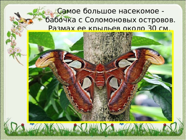 Самое большое насекомое - бабочка с Соломоновых островов. Размах ее крыльев около 30 см. 