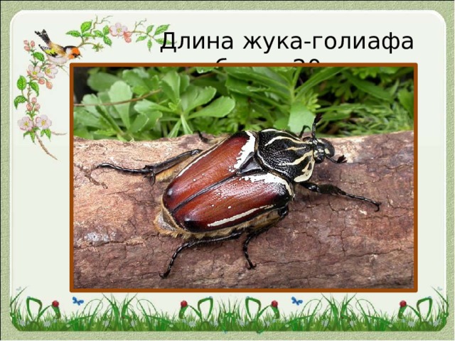 Длина жука-голиафа более 20 см 