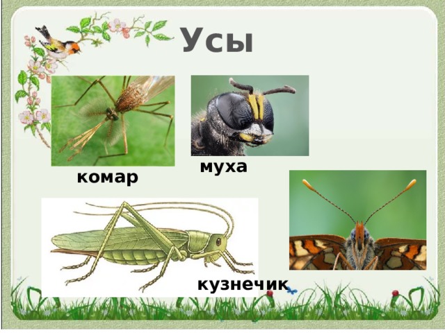 Усы муха комар кузнечик 