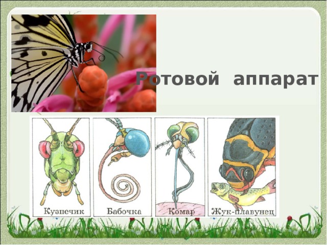 Ротовой аппарат 