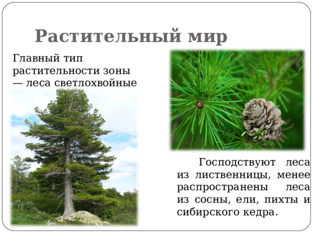 Растительный мир  Главный тип растительности зоны — леса светлохвойные и темнохвойные.  Господствуют леса из лиственницы, менее распространены леса из сосны, ели, пихты и сибирского кедра. 