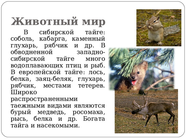 Животный мир  В сибирской тайге: соболь, кабарга, каменный глухарь, рябчик и др. В обводненной западно-сибирской тайге много водоплавающих птиц и рыб. В европейской тайге: лось, белка, заяц-беляк, глухарь, рябчик, местами тетерев. Широко распространенными таежными видами являются бурый медведь, росомаха, рысь, белка и др. Богата тайга и насекомыми. 