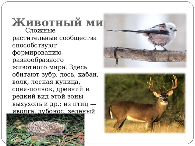 Животный мир  Сложные растительные сообщества способствуют формированию разнообразного животного мира. Здесь обитают зубр, лось, кабан, волк, лесная куница, соня-полчок, древний и редкий вид этой зоны выхухоль и др.; из птиц — иволга, дубонос, зеленый и средний дятлы и др. 