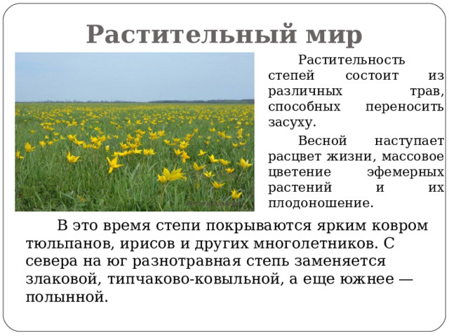 Растительный мир  Растительность степей состоит из различных трав, способных переносить засуху.  Весной наступает расцвет жизни, массовое цветение эфемерных растений и их плодоношение.  В это время степи покрываются ярким ковром тюльпанов, ирисов и других многолетников. С севера на юг разнотравная степь заменяется злаковой, типчаково-ковыльной, а еще южнее — полынной. 