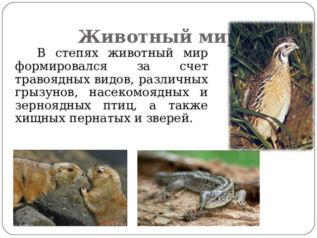 Животный мир  В степях животный мир формировался за счет травоядных видов, различных грызунов, насекомоядных и зерноядных птиц, а также хищных пернатых и зверей. 