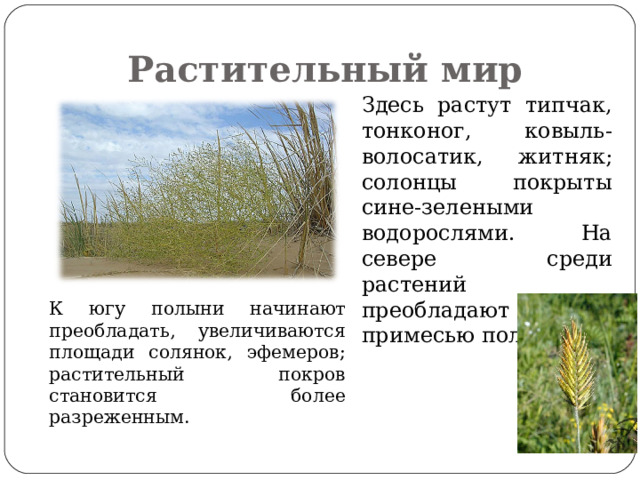 Растительный мир  Здесь растут типчак, тонконог, ковыль-волосатик, житняк; солонцы покрыты сине-зелеными водорослями. На севере среди растений преобладают злаки с примесью полыни.  К югу полыни начинают преобладать, увеличиваются площади солянок, эфемеров; растительный покров становится более разреженным. 