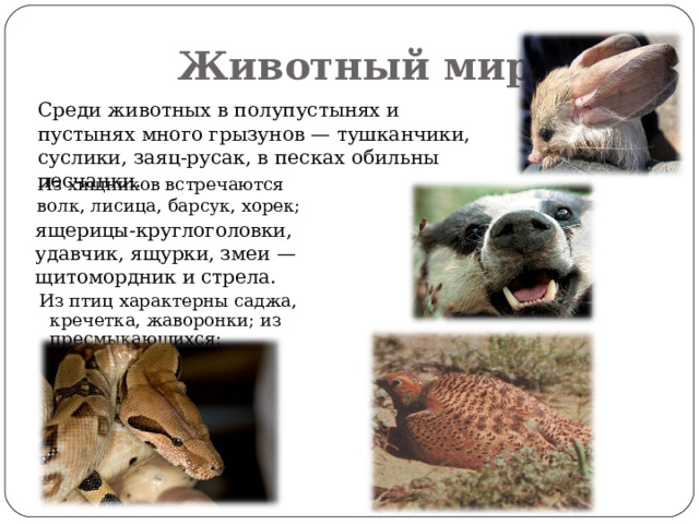 Животный мир  Среди животных в полупустынях и пустынях много грызунов — тушканчики, суслики, заяц-русак, в песках обильны песчанки.  Из хищников встречаются волк, лисица, барсук, хорек;  ящерицы-круглоголовки, удавчик, ящурки, змеи — щитомордник и стрела. Из птиц характерны саджа, кречетка, жаворонки; из пресмыкающихся: 