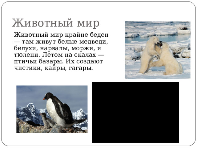 Животный мир   Животный мир крайне беден — там живут белые медведи, белухи, нарвалы, моржи, и тюлени. Летом на скалах — птичьи базары. Их создают чистики, кайры, гагары. 