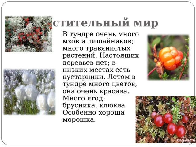 Растительный мир  В тундре очень много мхов и лишайников; много травянистых растений. Настоящих деревьев нет; в низких местах есть кустарники. Летом в тундре много цветов, она очень красива. Много ягод: брусника, клюква. Особенно хороша морошка. 