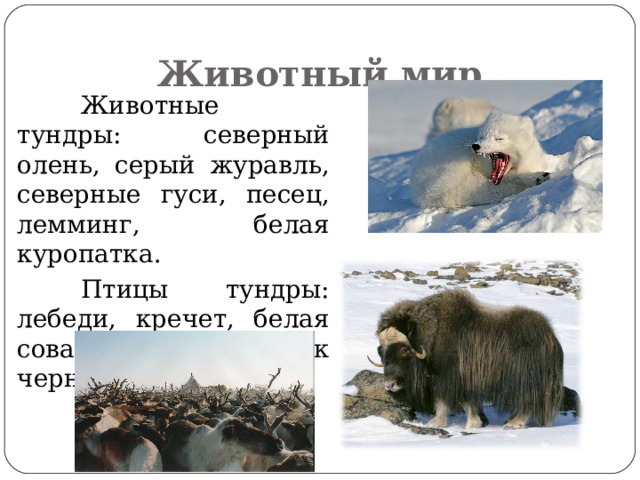 Животный мир  Животные тундры: северный олень, серый журавль, северные гуси, песец, лемминг, белая куропатка.  Птицы тундры: лебеди, кречет, белая сова, кулик чернозобик. 