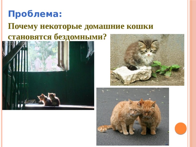Проблема:  Почему некоторые домашние кошки становятся бездомными? 