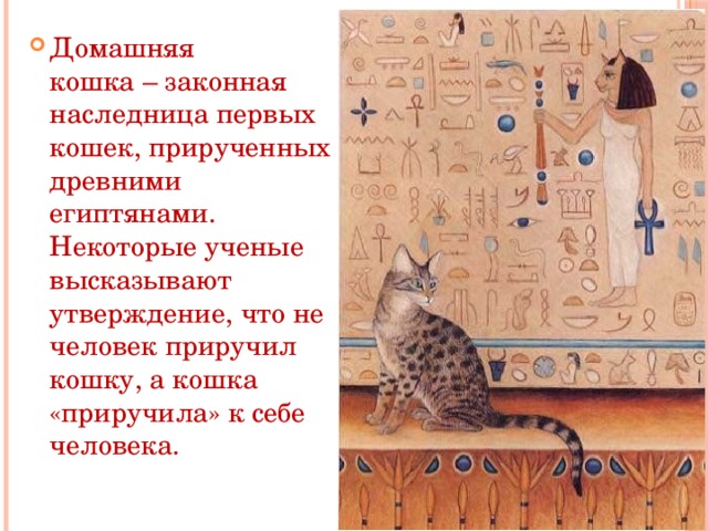 Домашняя кошка – законная наследница первых кошек, прирученных древними египтянами. Некоторые ученые высказывают утверждение, что не человек приручил кошку, а кошка «приручила» к себе человека. 