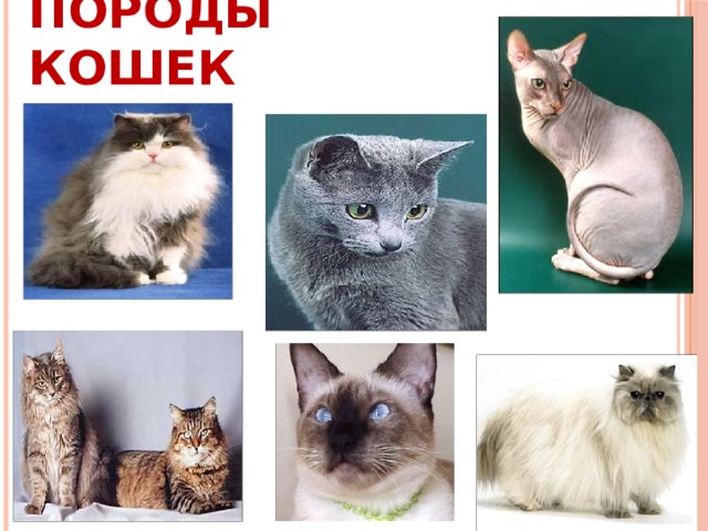 Породы кошек   