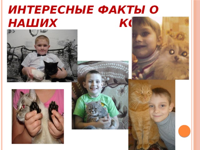 Интересные факты о наших кошках   