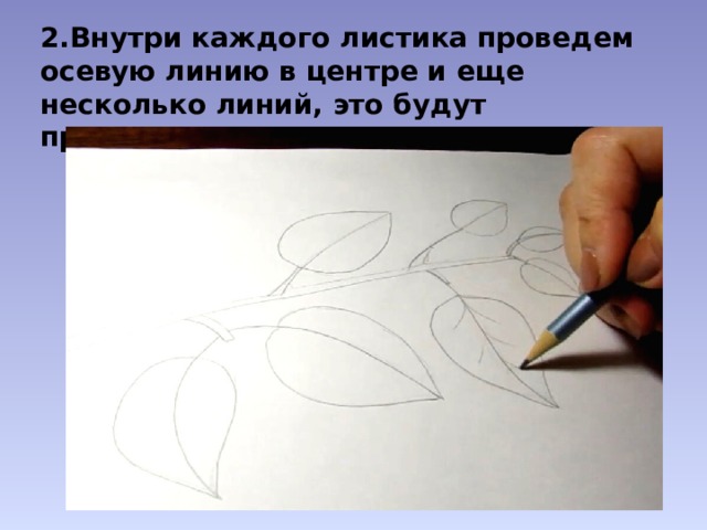 2.Внутри каждого листика проведем осевую линию в центре и еще несколько линий, это будут прожилки. 