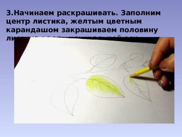 3.Начинаем раскрашивать. Заполним центр листика, желтым цветным карандашом закрашиваем половину листика вдоль центральной оси. 