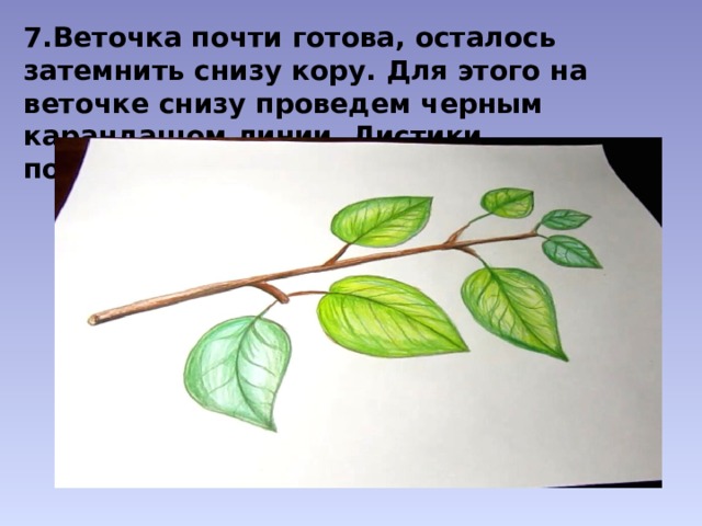 7.Веточка почти готова, осталось затемнить снизу кору. Для этого на веточке снизу проведем черным карандашом линии. Листики получились как настоящие 