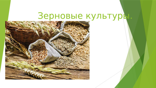 Зерновые культуры.  