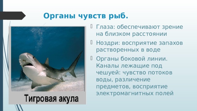 Органы чувств рыб. Глаза: обеспечивают зрение на близком расстоянии Ноздри: восприятие запахов растворенных в воде Органы боковой линии. Каналы лежащие под чешуей: чувство потоков воды, различение предметов, восприятие электромагнитных полей 