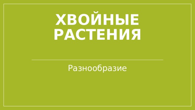 Хвойные растения   Разнообразие 