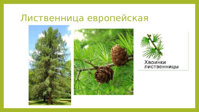 Лиственница европейская 