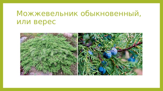 Можжевельник обыкновенный,  или верес 