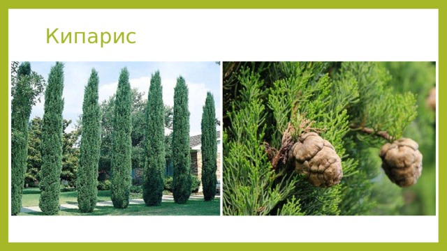 Кипарис   