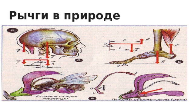 Рычги в природе 