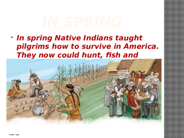 In spring In spring Native Indians taught pilgrims how to survive in America. They now could hunt, fish and grow plants. 