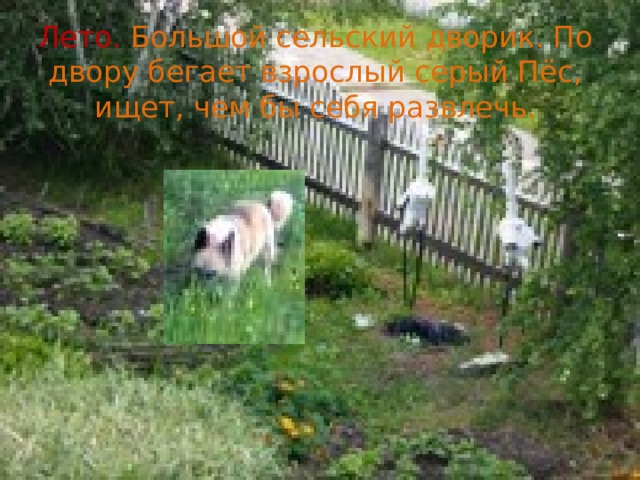 Лето.  Большой сельский дворик. По двору бегает взрослый серый Пёс, ищет, чем бы себя развлечь.   