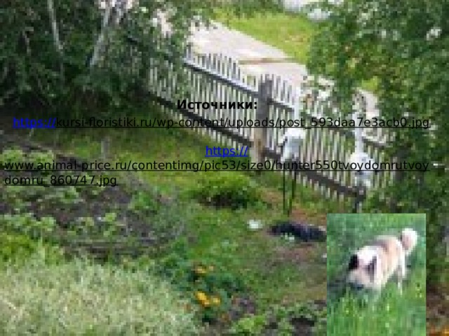 Источники: https :// kursi-floristiki.ru/wp-content/uploads/post_593daa7e3acb0.jpg     https:// www.animal-price.ru/contentimg/pic53/size0/hunter550tvoydomrutvoydomru_860747.jpg   
