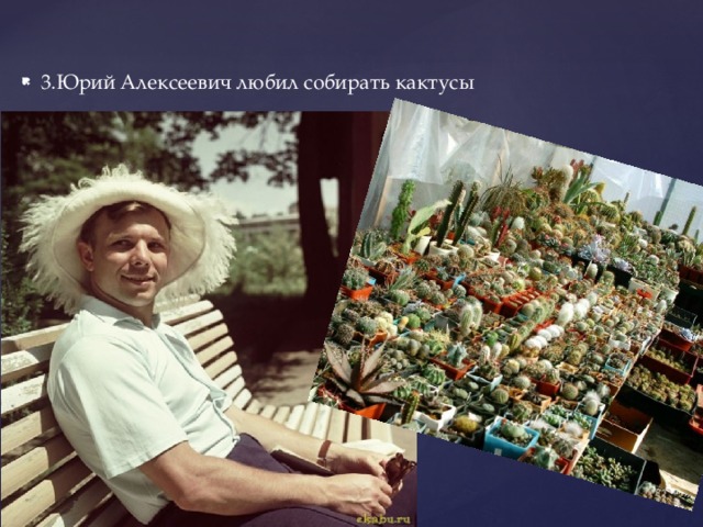 3.Юрий Алексеевич любил собирать кактусы 