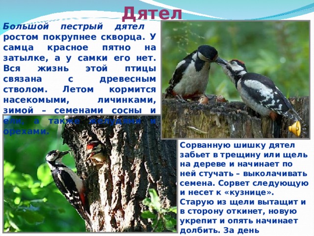 Дятел Большой пестрый дятел ростом покрупнее скворца. У самца красное пятно на затылке, а у самки его нет. Вся жизнь этой птицы связана с древесным стволом.  Летом кормится насекомыми, личинками, зимой – семенами сосны и ели, а также желудями и орехами.  Сорванную шишку дятел забьет в трещину или щель на дереве и начинает по ней стучать – выколачивать семена. Сорвет следующую и несет к «кузнице». Старую из щели вытащит и в сторону откинет, новую укрепит и опять начинает долбить. За день получается около 70 шишек.  