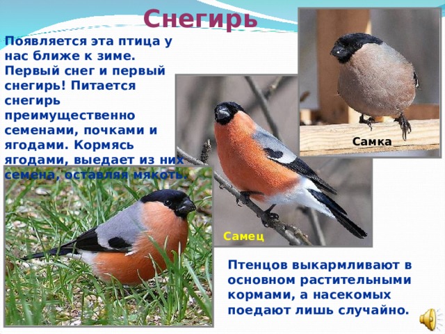 Снегирь Появляется эта птица у нас ближе к зиме. Первый снег и первый снегирь! Питается снегирь преимущественно семенами, почками и ягодами. Кормясь ягодами, выедает из них семена, оставляя мякоть. Самка Самец Птенцов выкармливают в основном растительными кормами, а насекомых поедают лишь случайно.  