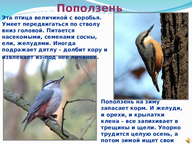 Поползень Эта птица величиной с воробья. Умеет передвигаться по стволу вниз головой. Питается насекомыми, семенами сосны, ели, желудями. Иногда подражает дятлу – долбит кору и извлекает из-под нее личинок.  Поползень на зиму запасает корм. И желуди, и орехи, и крылатки клена – все запихивает в трещины и щели. Упорно трудится целую осень, а потом зимой ищет свои кладовые.  