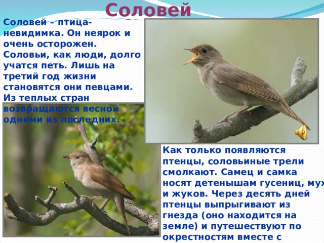 Соловей Соловей – птица-невидимка. Он неярок и очень осторожен. Соловьи, как люди, долго учатся петь. Лишь на третий год жизни становятся они певцами. Из теплых стран возвращаются весной одними из последних . Как только появляются птенцы, соловьиные трели смолкают. Самец и самка носят детенышам гусениц, мух и жуков. Через десять дней птенцы выпрыгивают из гнезда (оно находится на земле) и путешествуют по окрестностям вместе с родителями до конца лета. А потом - в Африку на зимовку.  