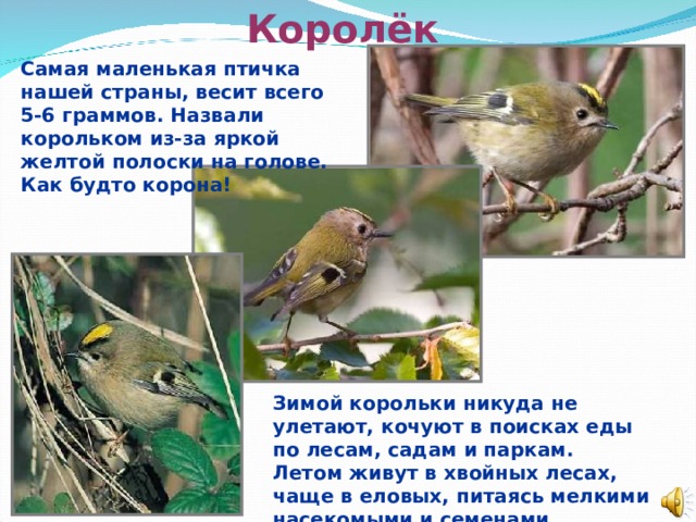 Королёк Самая маленькая птичка нашей страны, весит всего 5-6 граммов. Назвали корольком из-за яркой желтой полоски на голове. Как будто корона! Зимой корольки никуда не улетают, кочуют в поисках еды по лесам, садам и паркам. Летом живут в хвойных лесах, чаще в еловых, питаясь мелкими насекомыми и семенами.  