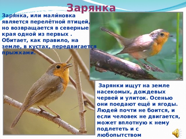Зарянка Заря́нка, или мали́новка является перелётной птицей, но возвращается в северные края одной из первых . Обитает, как правило, на земле, в кустах, передвигается прыжками.   Зарянки ищут на земле насекомых, дождевых червей и улиток. Осенью они поедают ещё и ягоды. Людей почти не боится, и если человек не двигается, может вплотную к нему подлететь и с любопытством разглядывать.  